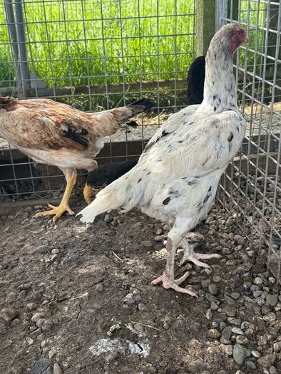 Shamo hens