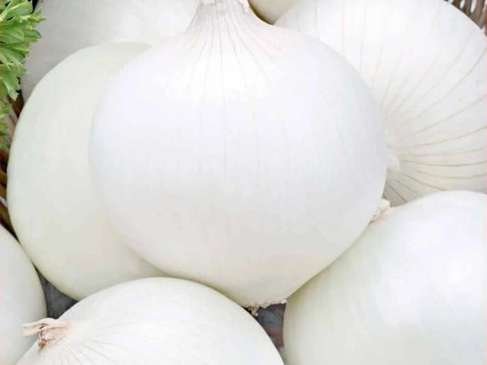 (O) White Onion Avalon seeds 3g (442274)