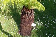 trees