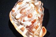 Large red helmet conch shell