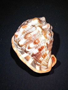 Large red helmet conch shell
