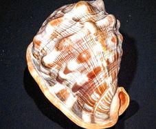 Large red helmet conch shell
