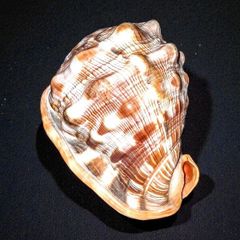 Large red helmet conch shell