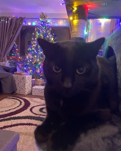 black male cat