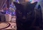 black male cat