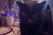 black male cat