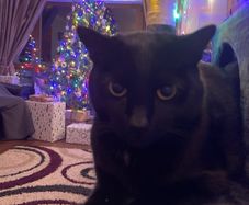 black male cat