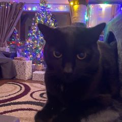 black male cat