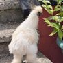 silkie roaster Image 7