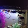 A few fish for adoption guppies and a few other fish Image 6