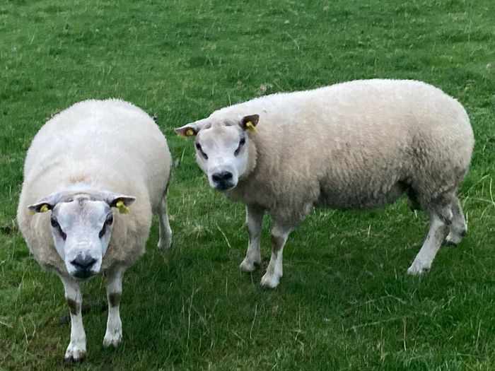 Beltex rams