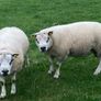 Beltex rams Image 3