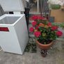 chest freezer free delivery blanch Image 4