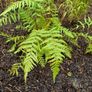 Dicksonia Antartica tree fern Image 2