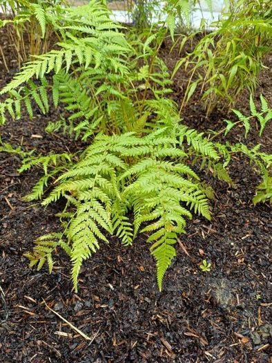 Dicksonia Antartica tree fern