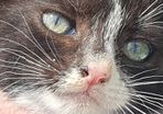 Female Kitten