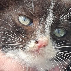 Female Kitten