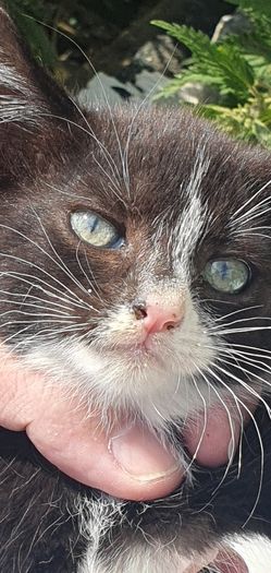 Female Kitten