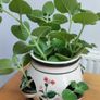 Cuban Oregano Plant with ceramic pot Image 6