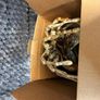 Alien Covenant Facehugger Promotional Replica Limited Edition 866 out of Official RDP Collectible with Certificate Image 4