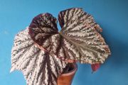 begonia