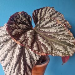 begonia