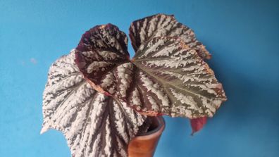 begonia