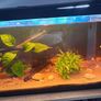 fish and fish tank for sale Image 2