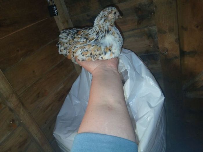 bantam chicks