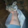 bantam chicks Image 2