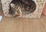 cat