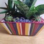 Sansevieria trifasciata 'Hahnii', crassula succulent plant arrangement in the ceramic pot Image 5