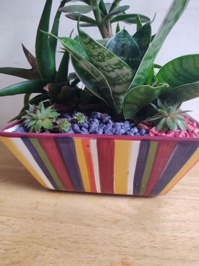 Sansevieria trifasciata 'Hahnii', crassula succulent plant arrangement in the ceramic pot