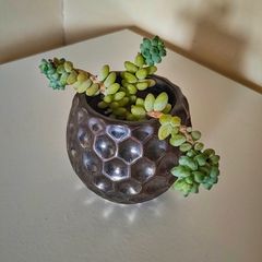 Succulent Plant