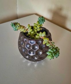 Succulent Plant