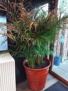 House Plant and Pot