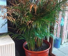 House Plant and Pot