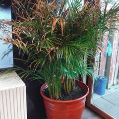 House Plant and Pot