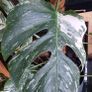 Monstera Albo Variegata Image 3