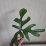 Philodendron glad hands Image 5