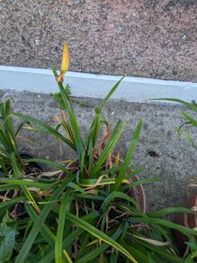 Daylillies in pots