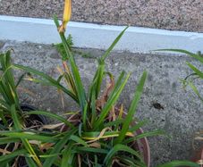 Daylillies in pots