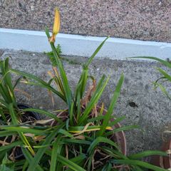 Daylillies in pots