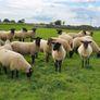 Hoggets Image 7