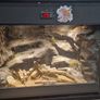 Leopard gecko terrarium Image 7