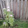 Rhododendron Image 3
