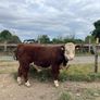 Hereford Bull Image 6