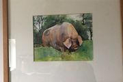 Watercolour of pig