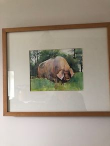 Watercolour of pig