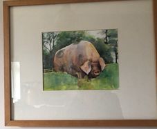 Watercolour of pig